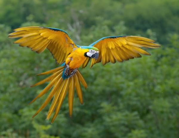 Blue Gold Macaw