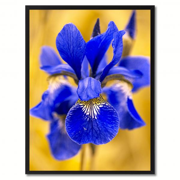 Blue iris flower