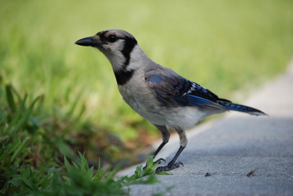 Blue Jay
