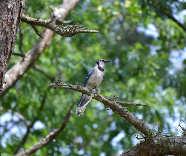 Blue Jay Bird