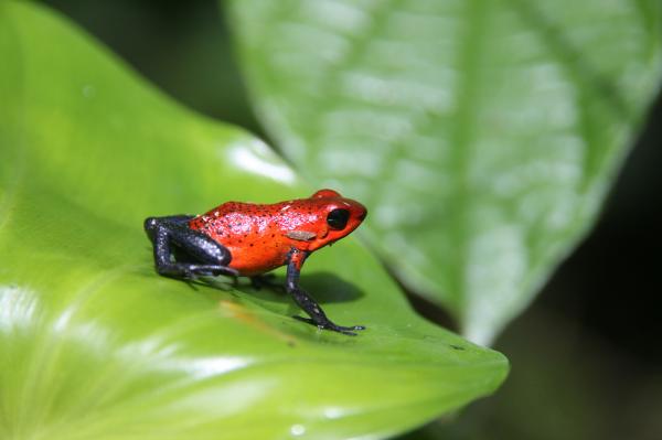 Blue Jeans Frog