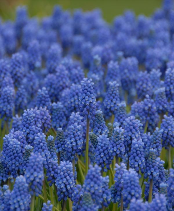 Blue Lavender