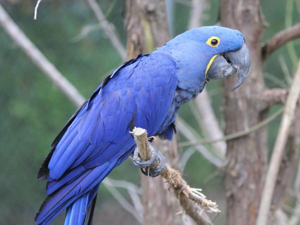 Macaw