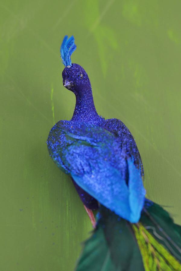 Blue peacock