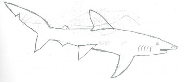 blue shark sketch