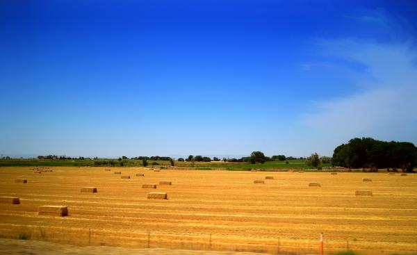 Blue skies over a hayfield