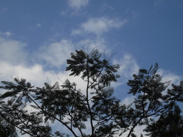 Blue Sky & Tree