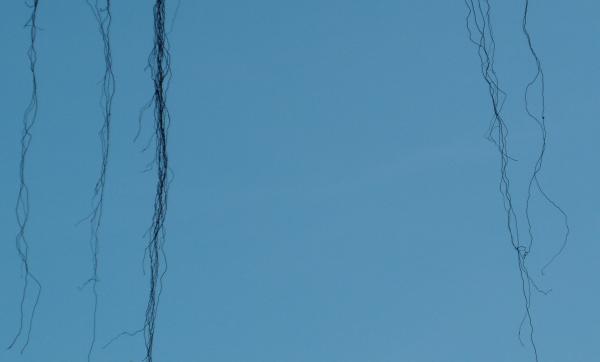Blue Sky Background with falling vines