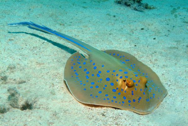 Blue Spotted Stingray