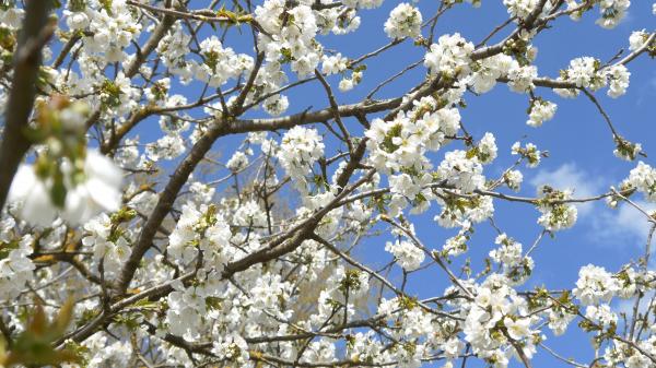 Blue Springtime Blossom