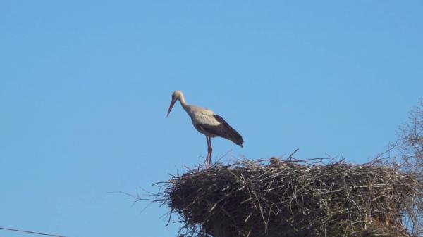 Blue Stork