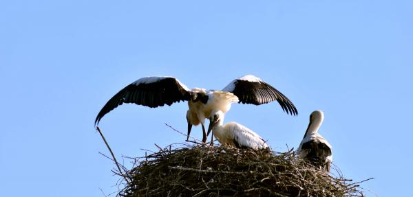 Wild Bird