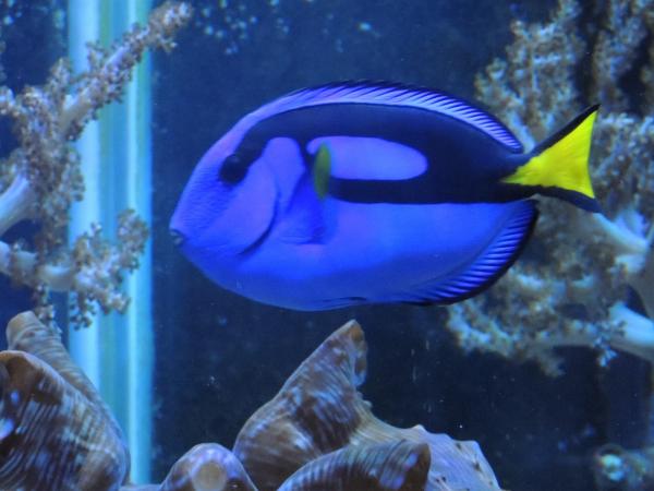 Blue Tang