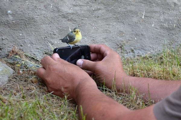 Blue tit