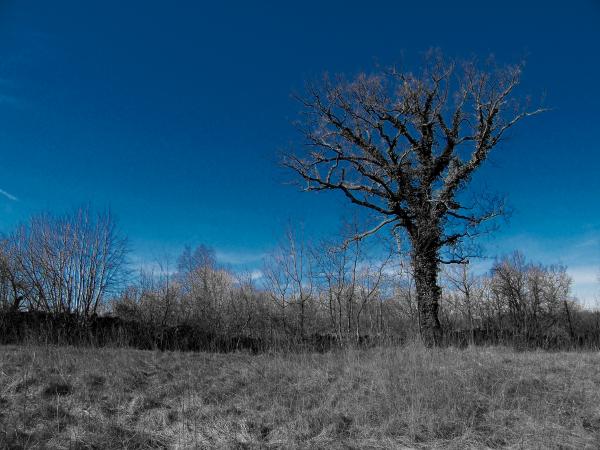 Blue tree