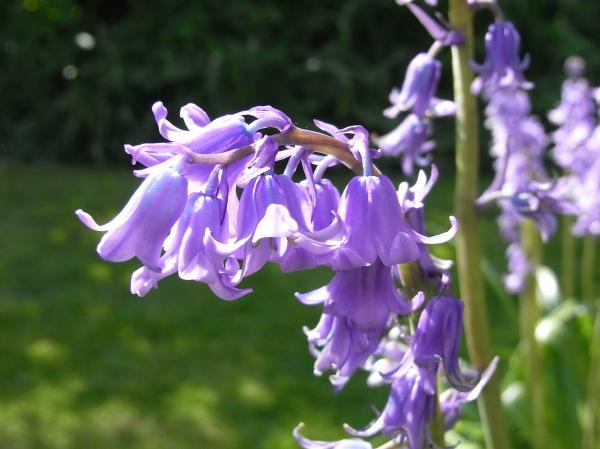 Bluebells