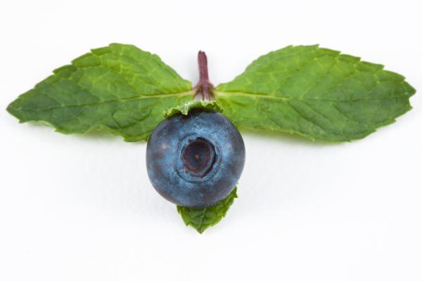 Blueberry and Mint