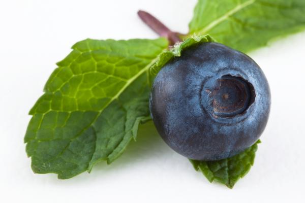 Blueberry and Mint