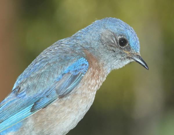 BLUEBIRD, WESTERN (3-20-10) canet road, morro bay, slo co, ca -02