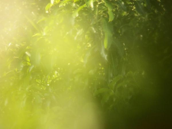 Blur nature tropical abstract background