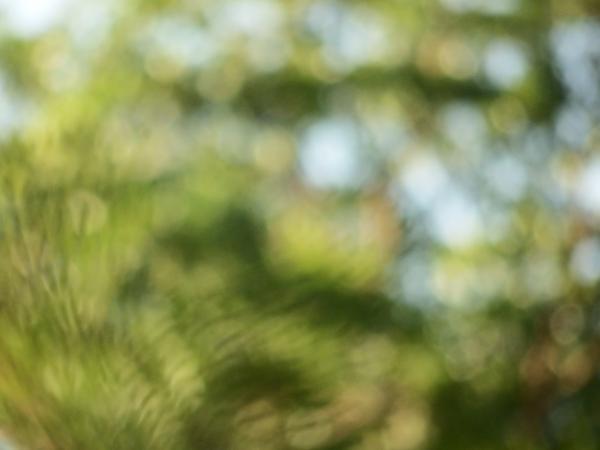Blur nature tropical abstract background