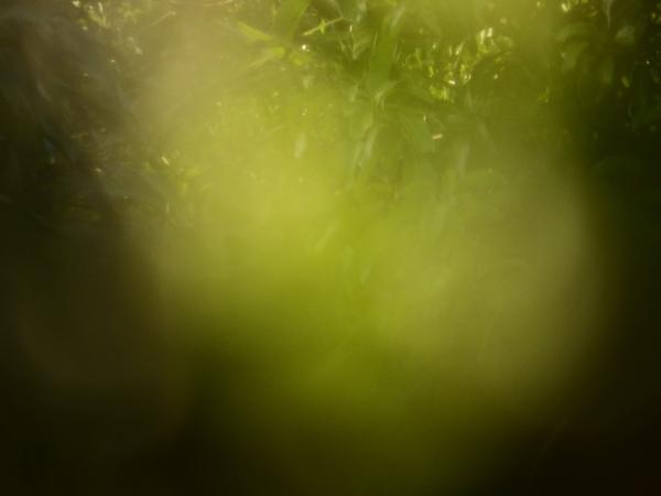 Blur nature tropical abstract background