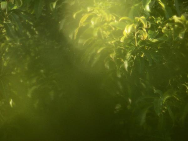 Blur nature tropical abstract background