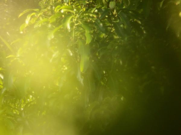 Blur nature tropical abstract background