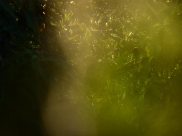 Blur nature tropical abstract background