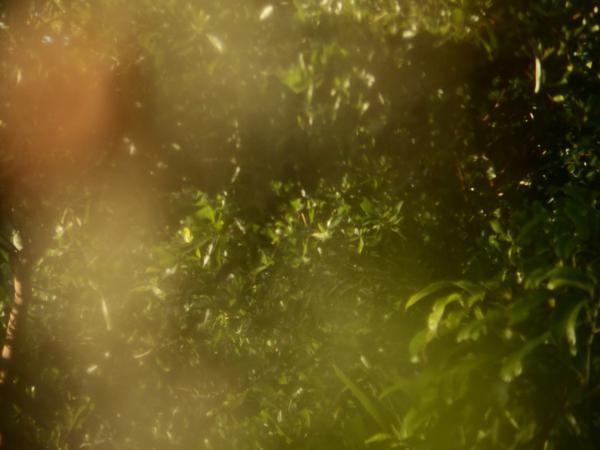 Blur nature tropical abstract background