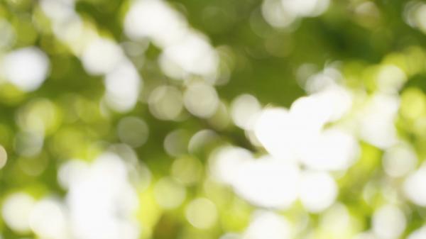 Blurred leaves