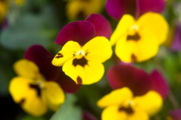 Blurry yellow and purple flowers