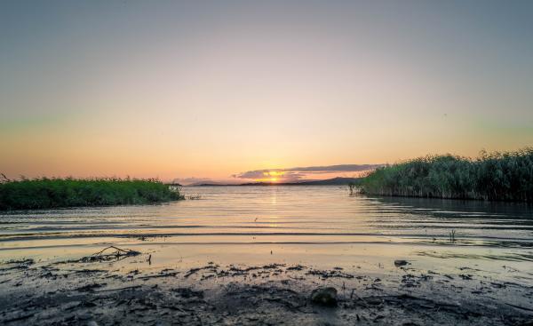 Body of Water Green Plants during Sunrise