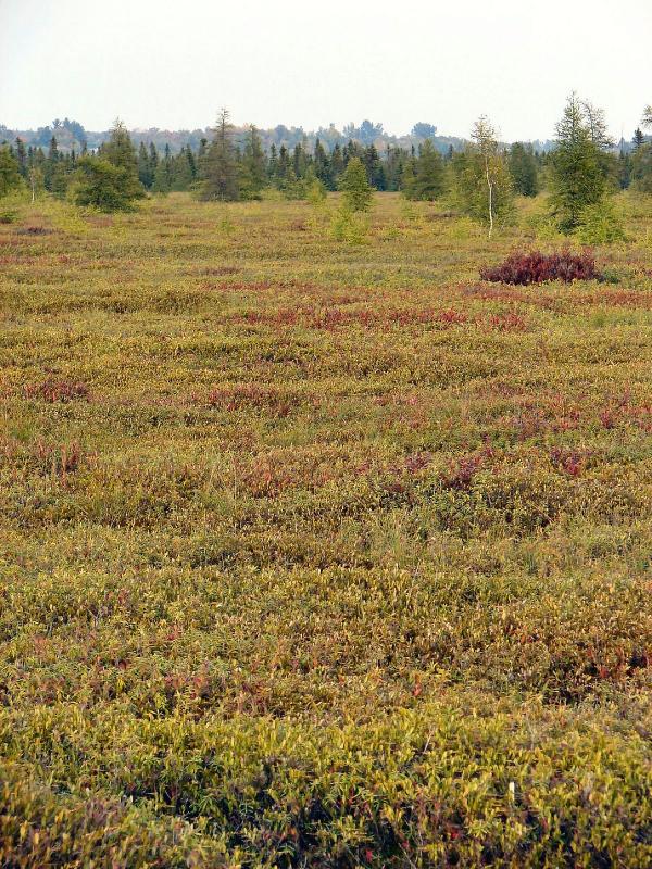 Bog