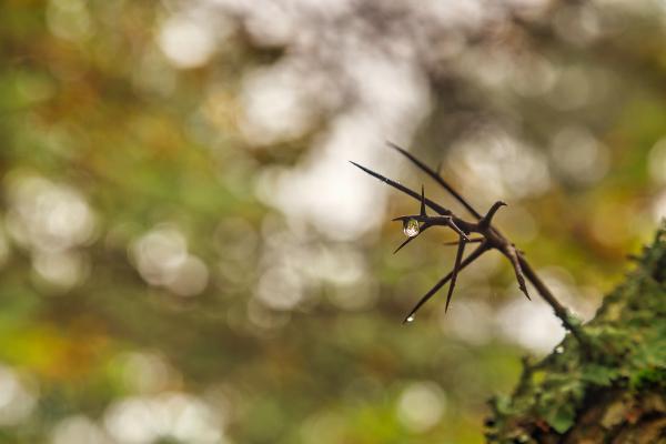 Bokeh Tree Thorns - HDR