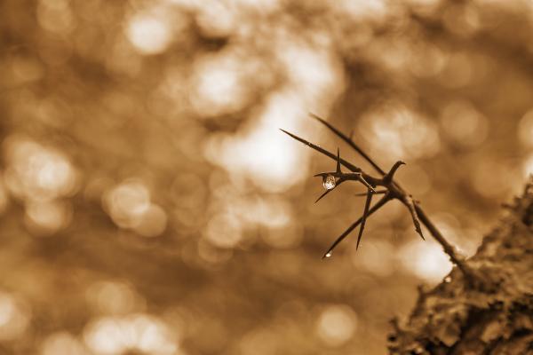 Bokeh Tree Thorns - Sepia HDR