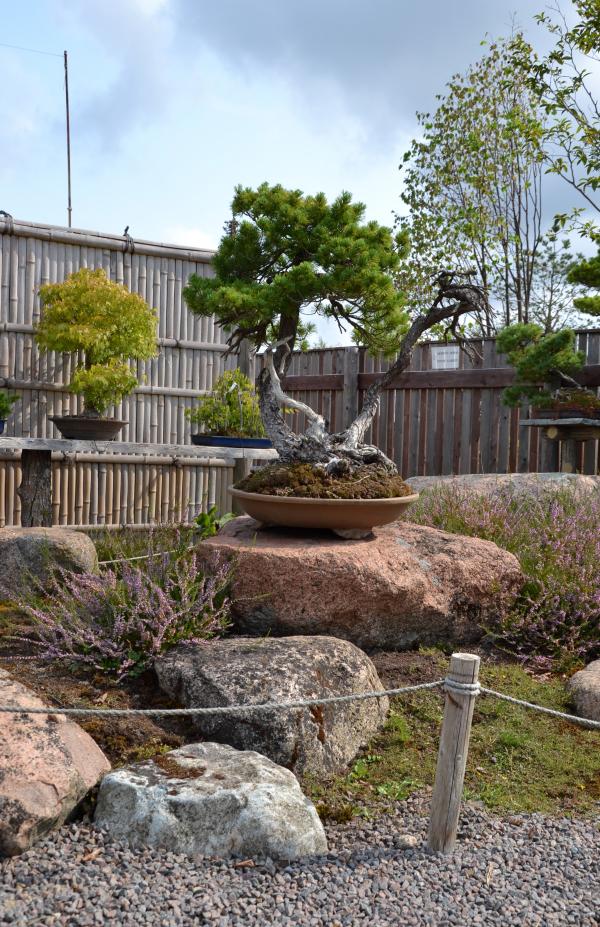 Bonsai garden