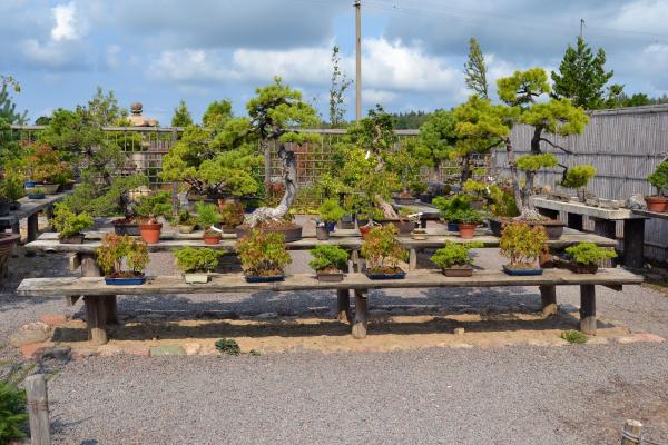 Bonsai garden