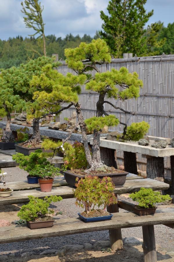 Bonsai garden