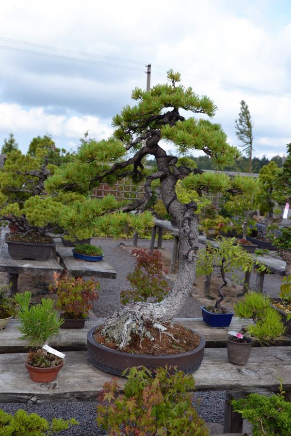 Bonsai pine