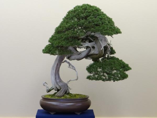 Bonsai tree