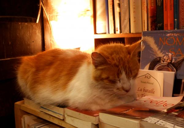 Book store kitty