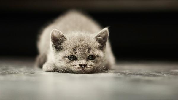Bored Cat