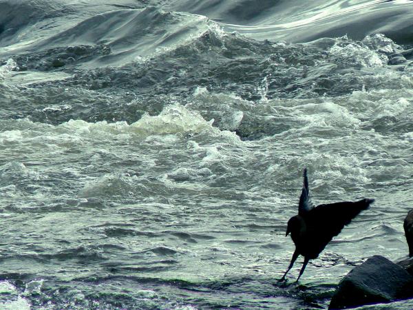 Born of water to conquer the skies