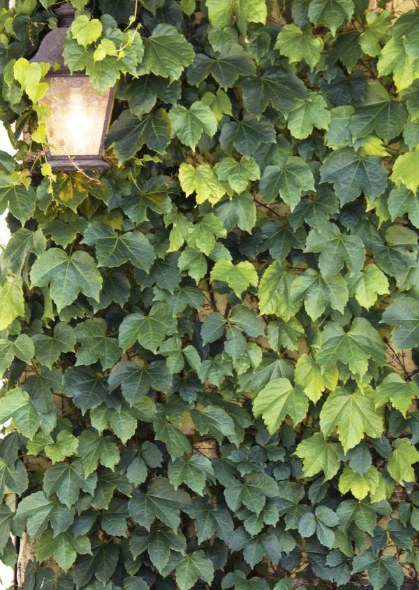 Boston ivy