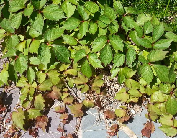 Ivy