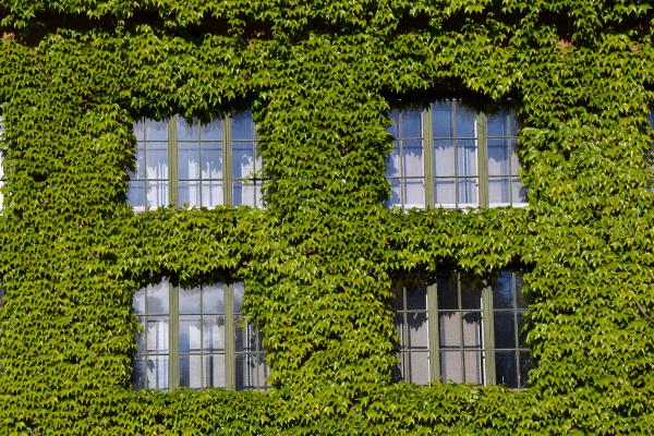 Boston ivy on the wall