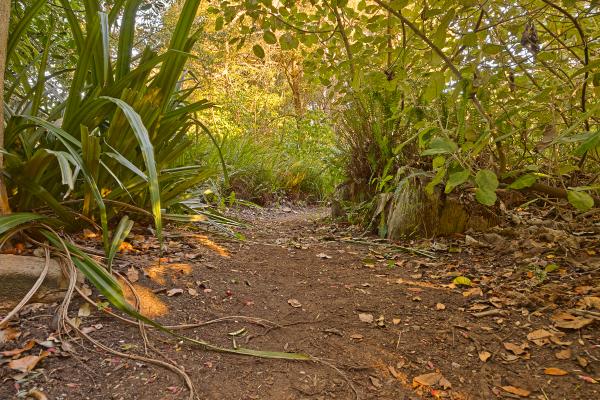 Botanical Gardens Trail - HDR
