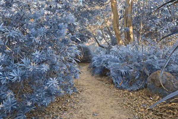 Botanical Gardens Trail - Winter Blue HD
