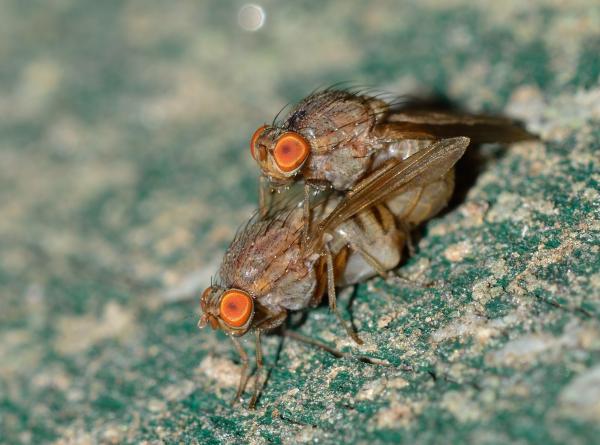 Botflies Mating Close Up Photography
